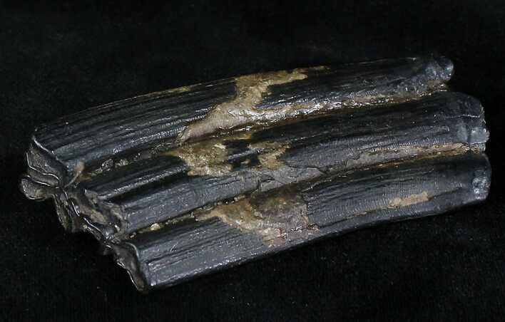 Pleistocene Aged Fossil Horse Tooth - Florida #21835